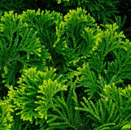 Cypress Leaf  2